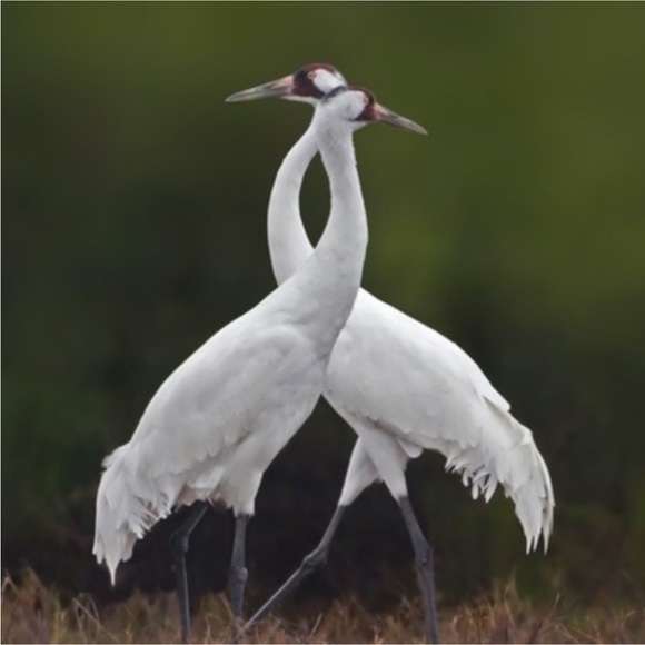 Solid Brass Crane - Picture 4 of 9